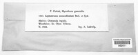 Leptostroma osmundicolum image